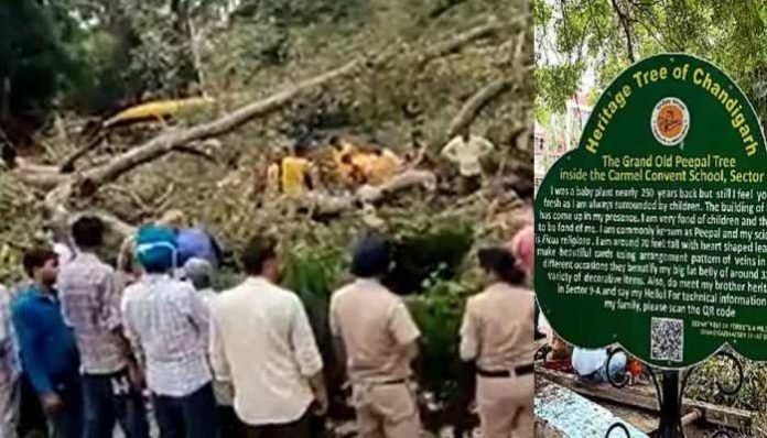 चंडीगढ़ में बड़ा हादसा, कान्वेंट स्कूल में गिरा 250 साल पुराना विशालकाय पेड़, छात्रा की मौत, 19 घायल चंडीगढ़ में बड़ा हादसा, कान्वेंट स्कूल में गिरा 250 साल पुराना विशालकाय पेड़, छात्रा की मौत, 19 घायल
