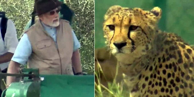 74 साल बाद कूनो नेशनल पार्क में सुनाई देगी चीतों की आवाज, PM मोदी ने उद्यान में छोड़ा