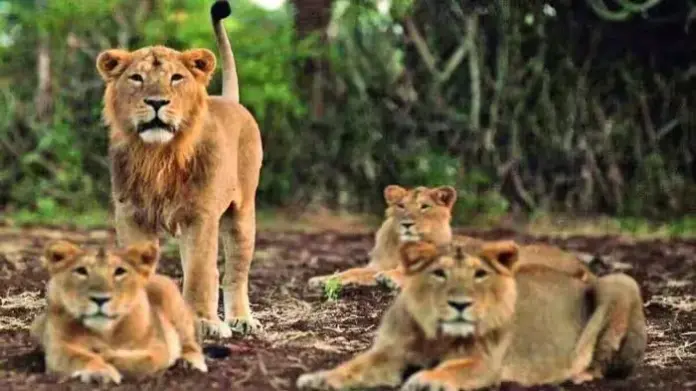 Asiatic Lions, Gujarat Lions, Gir Lions, Lion Conservation, Wildlife Gujarat Asiatic Lions, Gujarat Lions, Gir Lions, Lion Conservation, Wildlife Gujarat
